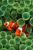 Original Clownfish - iPhone